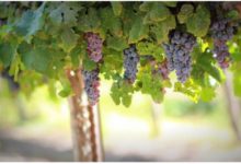 Photo of За првпат ќе се утврдува производствена цена за килограм винско грозје