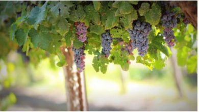 Photo of Најстарата винова лоза на светот ќе расте во дворот на Земјоделскиот институт