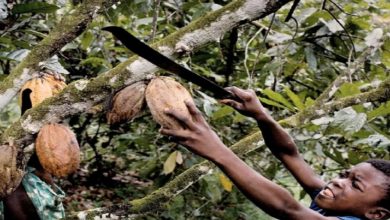 Photo of Нестле ќе им плаќа на земјоделците во Африка децата да одат на училиште место да собираат какао