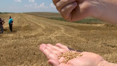 Photo of Оваа недела се очекува да почне увозот на пченица и останатите суровини од Србија