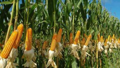 Photo of Цената на пченката повторно скокна на европскиот пазар