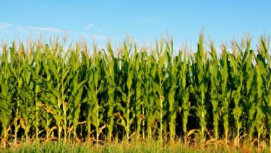Photo of Во Кичевско најголеми површини пролетва ќе бидат засеани со пченка