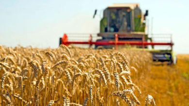 Photo of Годинава се засеани 75.000 хектари пченица или 3.000 хектари повеќе од лани
