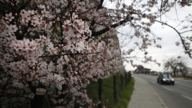 Photo of Пролетта почнува во недела во 16 часот и 33 минути