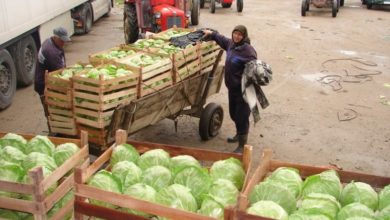 Photo of Украинските трговци ги откажуваат нарачките на зеленчук од Струмичко, земјоделците загрижени за пласманот