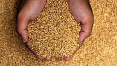 Photo of Српската влада ја зголеми квотата за извоз на пченица на 220.000 тони