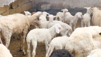 Photo of Сточната фарма на Љубе Јовановски опстојува со 1.200 грла овци и ниви со житни култури