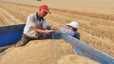 Photo of Кина најави рекордна жетва на житото