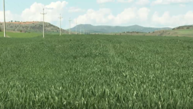 Photo of Овчеполските земјоделци бараат да им се додели неискористеното земјоделско земјиште
