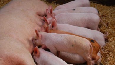 Photo of Одгледувачите на свињи бараат повисока производна цена на месото