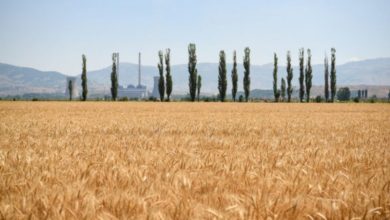Photo of Србија ја измени одлуката за ограничен извоз на жито