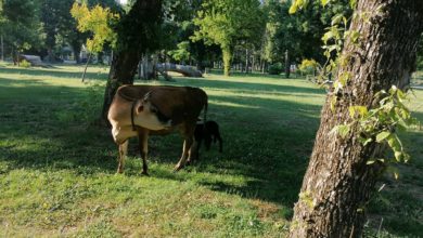 Photo of Крави пасат низ Градскиот парк во Битола