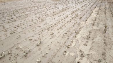 Photo of Страшно, калта ги прекри нивите во Чумово и Лагово