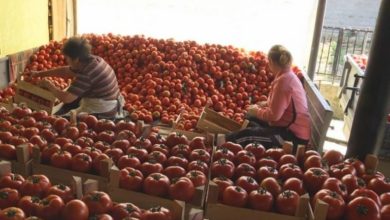 Photo of Трговците од Струмичко стравуваат од недостиг на домати и краставици и изгор цени на пазарите на мало