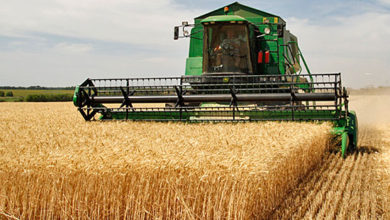 Photo of Во Овчеполието земјоделците се жалат на низок принос на пченицата и јачменот