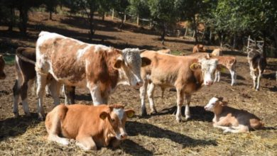 Photo of Со ребалансот исплата на 10.200 одгледувачи на говеда во износ од околу 340 милиони денари