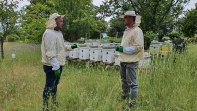 Photo of Koлку пчелни семејства ви требаат за да живеете од пчеларство?
