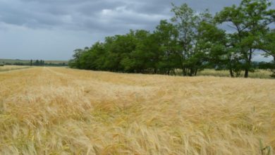 Photo of Владата на Србија ја укина забраната за извоз на пченица и пченка