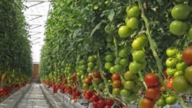 Photo of Хидропоничен систем: Од урбан земјоделец до органски зеленчук во текот на целата зима