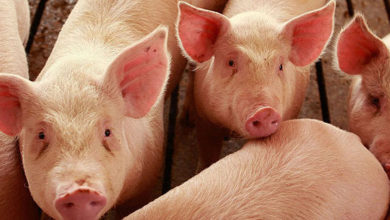 Photo of Одгледувачите на свињи на работ на рентабилно работење