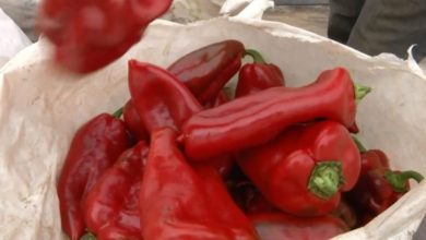 Photo of Почна откупот на црвените пиперки во Струмичко – цените исти како и лани