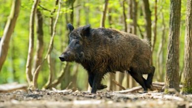 Photo of МЗШВ: Од први септември започнува ловот на дивите свињи како една од мерките во борбата против болеста Африканска свинска чума