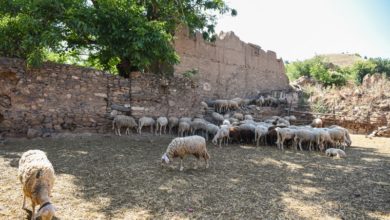 Photo of Јавно обраќање на Сојузот на одгледувачи на овци
