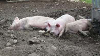 Photo of Одгледувачите на свињи од Малешевијата ќе протестираат поради најавената депопулација