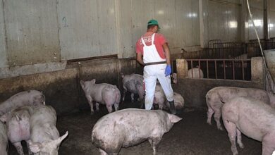 Photo of УНИШТЕНИ НАД ТРИ ИЛЈАДИ СВИЊИ, непопуларна мерка неопходна за спас на свињарството и масовно ширење на африканската чума
