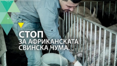 Photo of Во тек е депопулизација на свињи во Карбинско-штипскиот регион поради африканската чума 24/09/2022 14:44