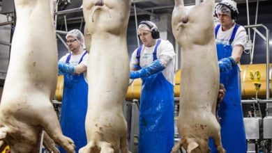 Photo of Најголемиот европски производител на свинско месо најави масовни откази