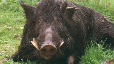 Photo of Донесена е мерка за засилен отстрел на дивите свињи за запирање на болеста