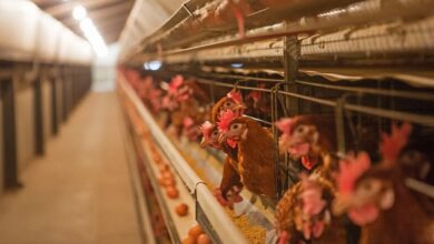 Photo of Данска ќе го забрани производството на јајца од фарма до 2035 година