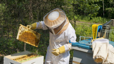 Photo of Јадете по една лажица мед секој ден? Еве што се случува со организмот