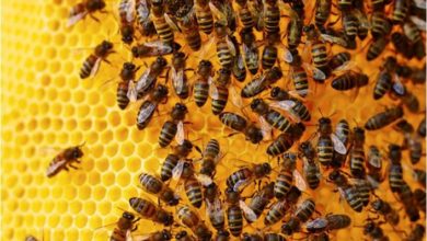 Photo of Американец во кома по 20.000 убоди од „пчели убијци“