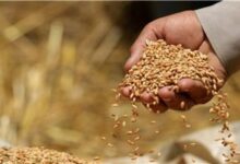 Photo of Цената на пченицата порасна на 7,2 долари за бушел