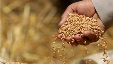 Photo of Цената на пченицата паѓа-Во штипско-карбинскиот регион се очекуваат добри приноси на житните култури