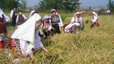 Photo of „Денови на кочанскиот ориз“ од 4 до 8 октомври