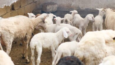 Photo of „Масакр“ на овци кај Миравци -товарен воз усмрти цело стадо
