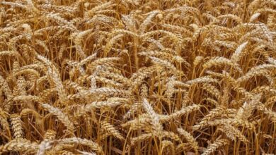Photo of Земјоделците се ЗИЈАН и со СЕИДБАТА-Хектар засеана пченица ќе ги чини близу 100.000 денари