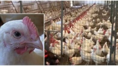 Photo of Ќе бидат усмртени уште 300.000 пилиња заразени со птичји грип во Холандија