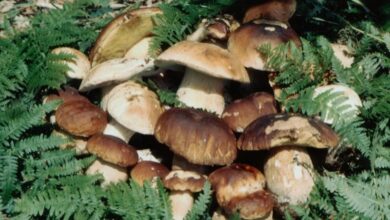 Photo of Печуркарите од Пијанечкиот регион се пофалија со добра заработувачка