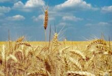 Photo of Жетвата на пченицата ќе започне порано од вообичаеното во Хрватска, поради врнежите