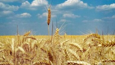 Photo of Пченицата и пченката поскапеа на светските берзи