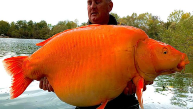 Photo of Рибар успеал да улови златна риба тешка 30 килограми