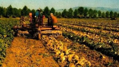 Photo of Традиционалните земјоделски култури ги снемува од македонските ниви