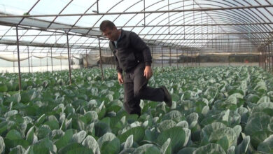 Photo of Градинарите бараат задолжително земјоделско осигурување и за посевите под пластеници