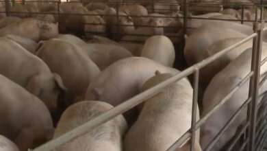 Photo of Никако да почне исплатата на одгледувачите на свињи за депопулацијата