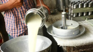 Photo of Афлатоксините нема да ги уништите со варење на млекото