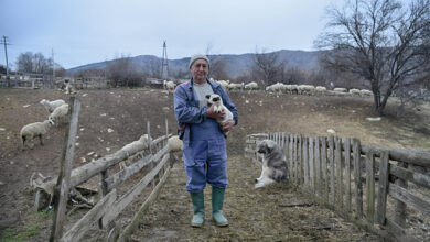 Photo of Овчарството е изложено на ризик исто колку и рударството-Филота Ѓеоргиев од потпелистерското село Трново